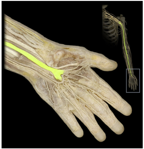 <p>What’s the spinal level of the median nerve?</p>