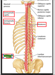 <p>Found in the lumbar, thoracic, and cervical regions</p>