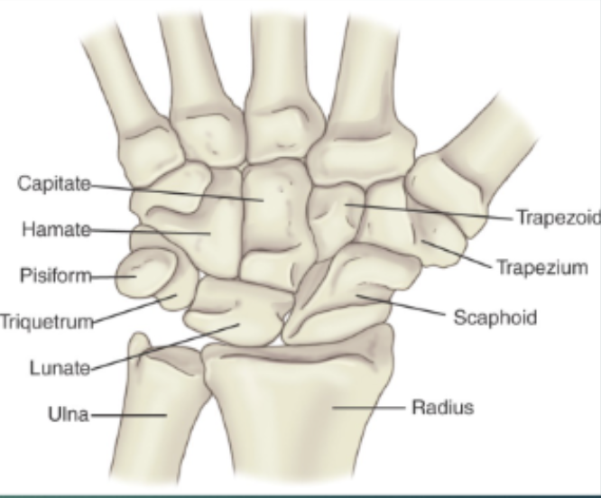 <p>Scaphoid, lunate, triquetrum, pisiform, hamate, capitate, trapezoid, trapezium</p>