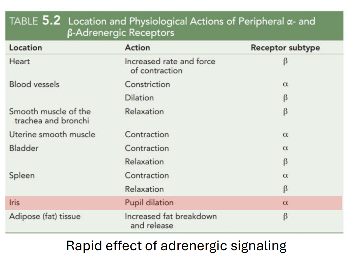 <ul><li><p>lots of peripheral effects associated w NA signaling</p></li><li><p>DN receptor subtype</p></li><li><p>when taking a drug, you could predict the type of physiological effect if you know the receptor type involved </p></li><li><p>pupil dilation = rapid effect</p></li></ul><p></p>