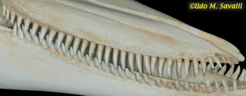 <p>Unicuspid</p>