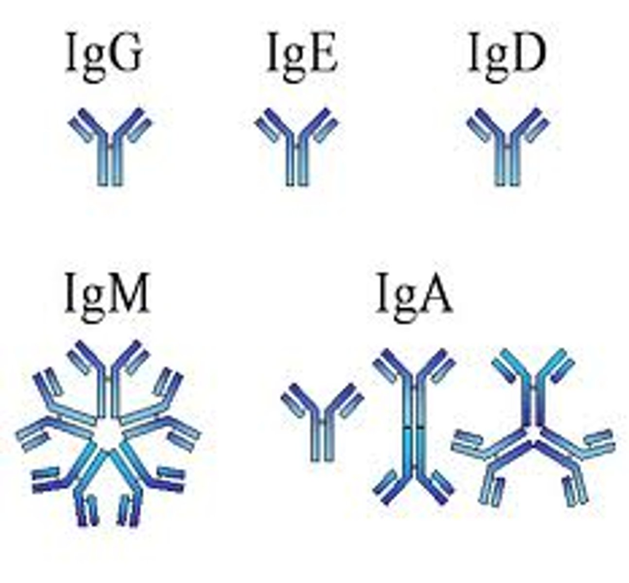 <p>antibodies such as IgA, IgE, IgG, IgM, and IgD; secreted by plasma cells (mature B cells) in response to the presence of an antigen</p>