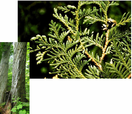 <p>white cedar</p>