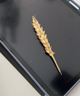 <p>Septoria nudorum - rjava pegavost pšeničnih plev (rod Fusarium) </p>
