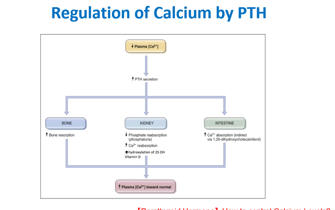<ul><li><p>the PTH increases the vitamin d ( calcitriol )production inside the kidney </p></li><li><p>the calcitriol leads to the increase of calcium in the plasma - leads to negative feedback </p></li><li><p>the calcitriol decrease the preproPTH  MRNA on a gene level to increase the synthesis of PTH </p></li><li><p>this leads overall to the increased gut absorption of calcium and increased reabsorption of calcium </p></li></ul><p></p>