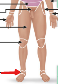 <p>the ankle </p>