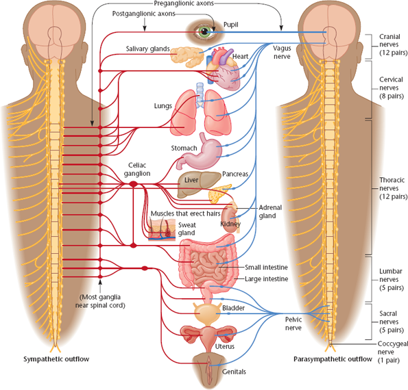 <p>Sympathetic Nervous System</p>