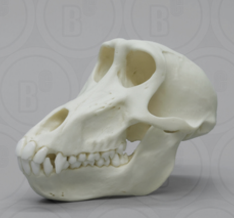 <p>Upper: 2/1/2/3 </p><p>Lower: 2/1/2/3</p>