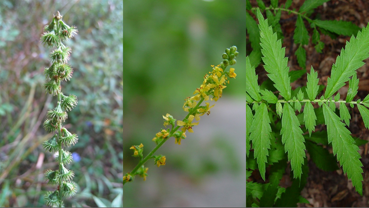 <p>Compound, serrated, and hairy leaves </p><p>Raceme </p><p>Little yellow flowers </p><p>9-17 leaflets </p><p>Tiny pedicle </p>