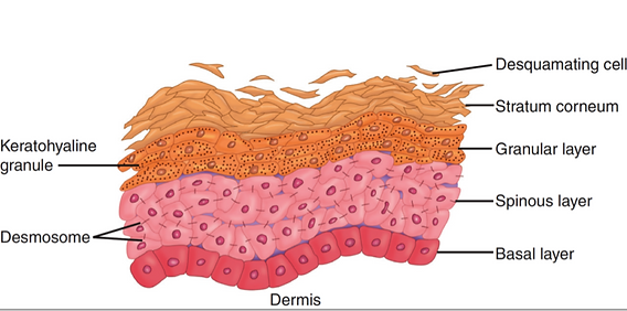 <p>The lowest layer of the epidermis that has constant cell division, is stratified columnar/cuboidal (<em>Spearing says squamous???</em>) epithelium, and is attached to the basal lamina</p>