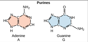 <p>purine</p>