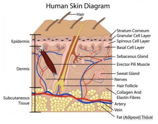 <ul><li><p>Effective barrier covering all outside of the body.</p></li><li><p>Prevents entry of pathogens into the body.</p></li><li><p>Sebum produced by the sebaceous glands in the skin contains substances that inhibit the growth of bacteria. Also helps to keep the skin from drying out and cracking. </p></li><li><p>Sweat secreted onto the skin contains lysozymes which is a substance that kills pathogens. </p></li><li><p>Contains harmless and useful bacteria that occupy the skin surface and prevent pathogens from gaining space on the skin.</p></li></ul><p></p>