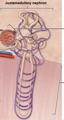 <p>renal corpuscles located next to renal medulla, </p><p>Nephron loop is long and deep, </p><p>important for establishing salt concentration gradient within interstitial fluid of medulla</p>