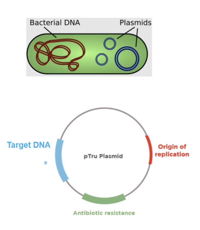 <ul><li><p>Most vectors are plasmids – originally from bacteria</p></li><li><p>Small, circular, double-stranded DNA molecule that is distinct from a cell's chromosomal DNA</p></li><li><p>Unique sites where pieces of target DNA can be inserted</p></li><li><p>They also carry an antibiotic resistance gene, allowing bacteria to survive exposure to antibiotics</p></li></ul><p></p>
