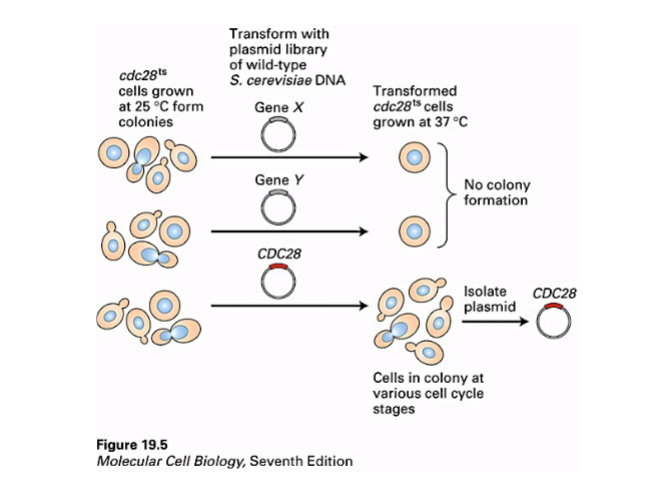 <p><span style="background-color: transparent;">Identifying Cell Cycle Genes: Hartwell's Yeast Mutants</span></p>