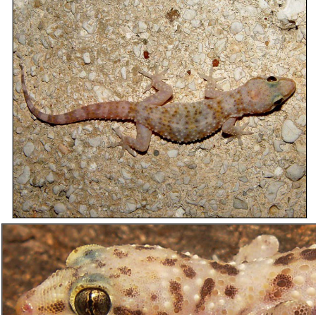 <p>Mediterranean House Gecko</p>