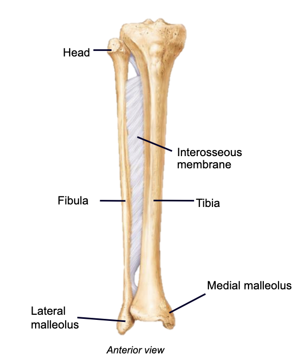 <p><u>Tibia:</u> receives and transmits body weight, flat anterior surface→shin, articulations (proximal: femur, patella, fibula… distal: talus, fibula)</p><p><u>Fibula:</u> stabilizes ankle, articulations (proximal: tibia… distal: tibia, talus)</p><p>Interosseous membrane</p>