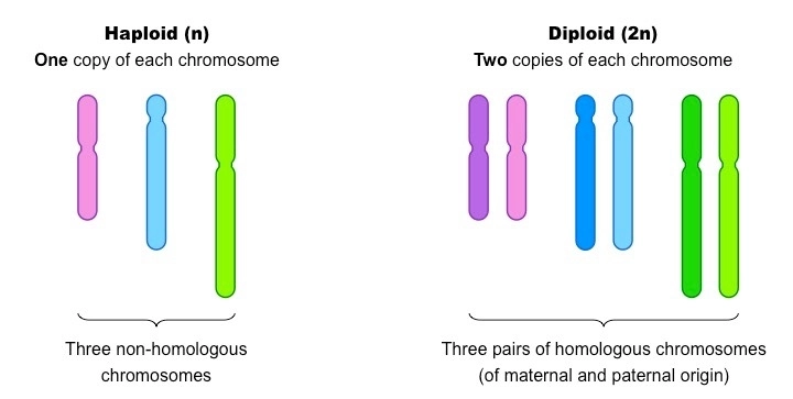 <ul><li><p>Cell containing 2 copies of every chromosome (1 as backup)</p><ul><li><p>Humans: diploid number of 46</p></li><li><p>Nucleus of a zygote is described as diploid</p></li></ul></li></ul><p></p>