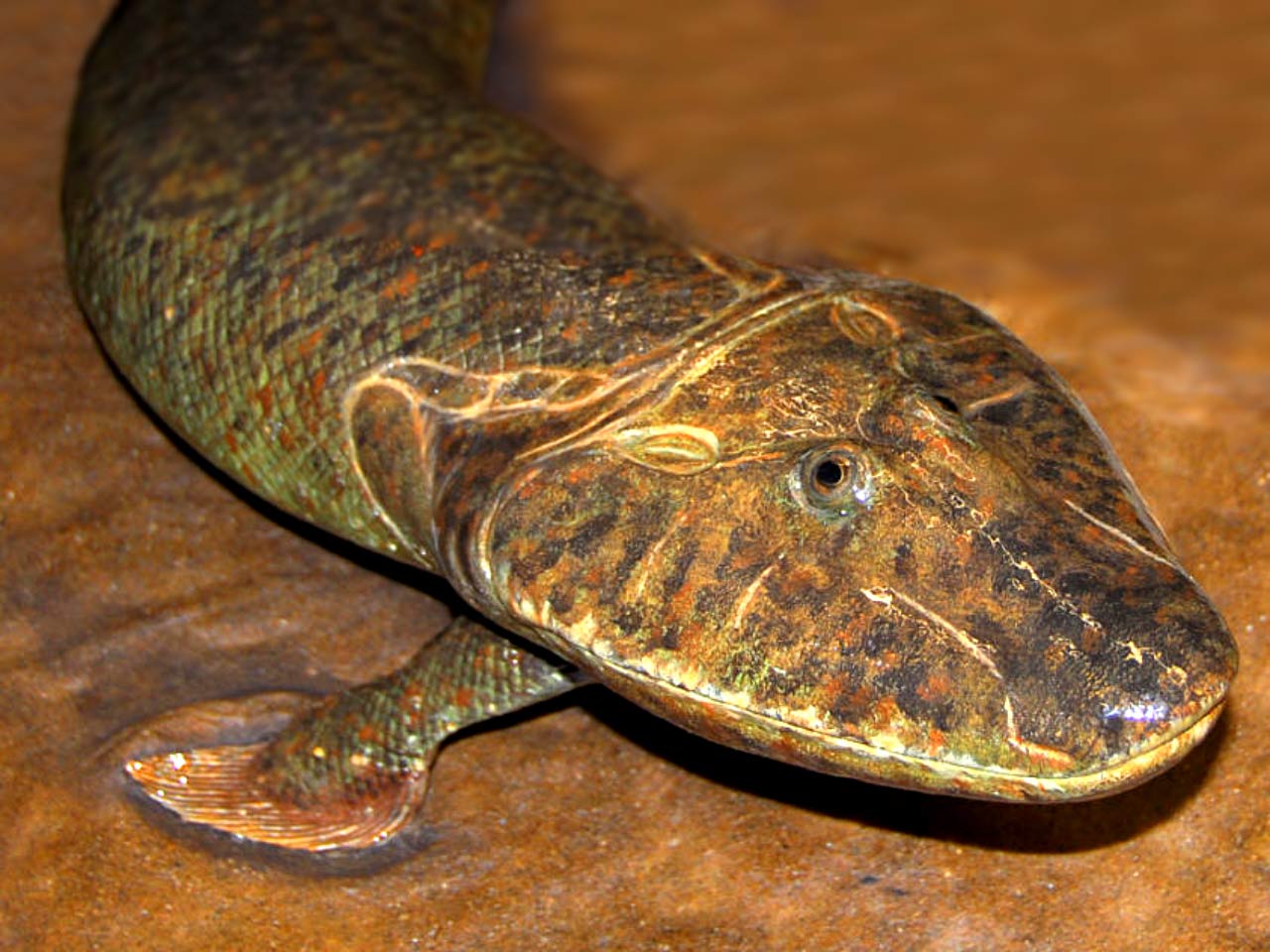 <p>A fossil that shows the link between two species. E.g. tiktaalik, which shows both fish and amphibian features (and is soooo cute)</p>