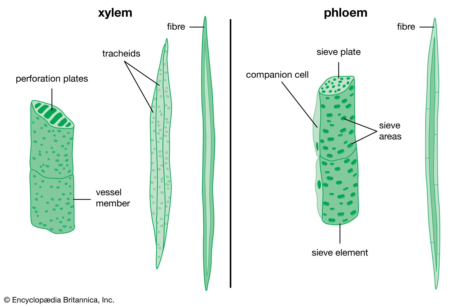<p>Phloem Tissue</p>