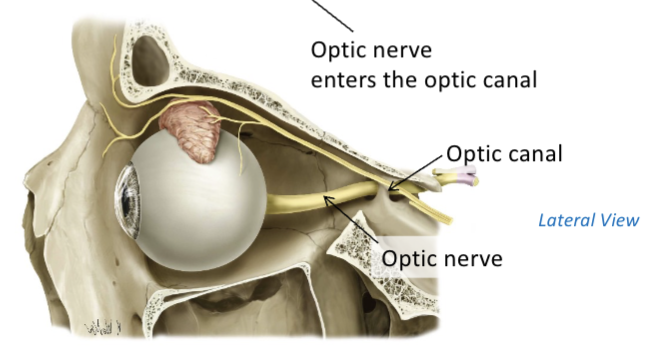<p>Vision and optic canal</p>