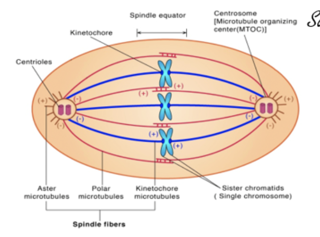 <ul><li><p>pull apart sister chomatids during mitosis or homologous pairs during meiosis</p></li><li><p>push spindle poles apart, contributing to cell elongation</p></li><li><p>anchor microtubule organizing center to the poles</p></li></ul><p></p>