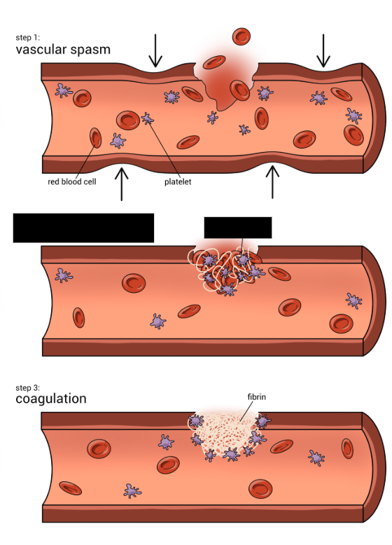 <p><span style="background-color: transparent;">When platelets contact damaged blood vessels and stick to one another to form a plug which fills in the small holes in vessels.</span></p>