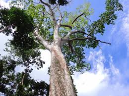 <p>Native to the Philippines and other parts of the Indo-Pacific; conservation status: vulnerable in parts of its range due to overharvesting. Most easily identified by its extremely dense, heavy hardwood and its tall forest form with a broad crown and compound leaves, making it one of the most valued native timber trees in tropical forestry and traditional construction.</p><p>A large evergreen hardwood tree typically growing 20–40 meters tall with a broad rounded crown about 10–25 meters wide. Trunk is 0.8–2 meters in diameter with dark gray to brown bark that is rough, fissured, and often flaky with age. It develops a strong deep taproot with extensive lateral roots for stability. Branching begins high above human height, forming a wide forest canopy. Leaves are compound and pinnate with 2–4 pairs of opposite oval leaflets (5–15 cm long), thick and leathery with smooth margins and pinnate venation. Flowers are small, reddish to pinkish-white, borne in loose clusters. Fruits are large, flat woody pods containing one to few seeds, dispersed mainly by gravity and water.</p><p>Highly valued for very durable hardwood used in heavy construction, marine structures, flooring, and high-end furniture; also ecologically important in native forest ecosystems. No significant toxicity reported. In landscape applications, it is best suited for large parks, institutional grounds, and conservation landscapes where long-term canopy development is acceptable; it requires wide spacing due to mature size and heavy structure, making it unsuitable for confined urban planting but excellent as a heritage and high-value native forest tree.</p>
