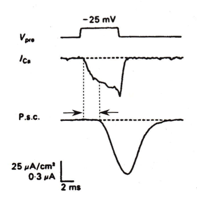 <p><span style="font-family: "Helvetica Light";">in simultaneous pre- and postsynaptic recordings, the calcium current flowing in response to a step depolarization increases slowly, and does not induce a large PSC—the PSC actually reaches its peak after the voltage step.</span></p>