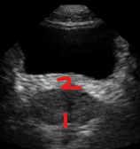 <p>Identify this image. </p>