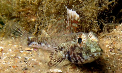 <p>FISHES (Class Actinopterygii) GOBY </p>
