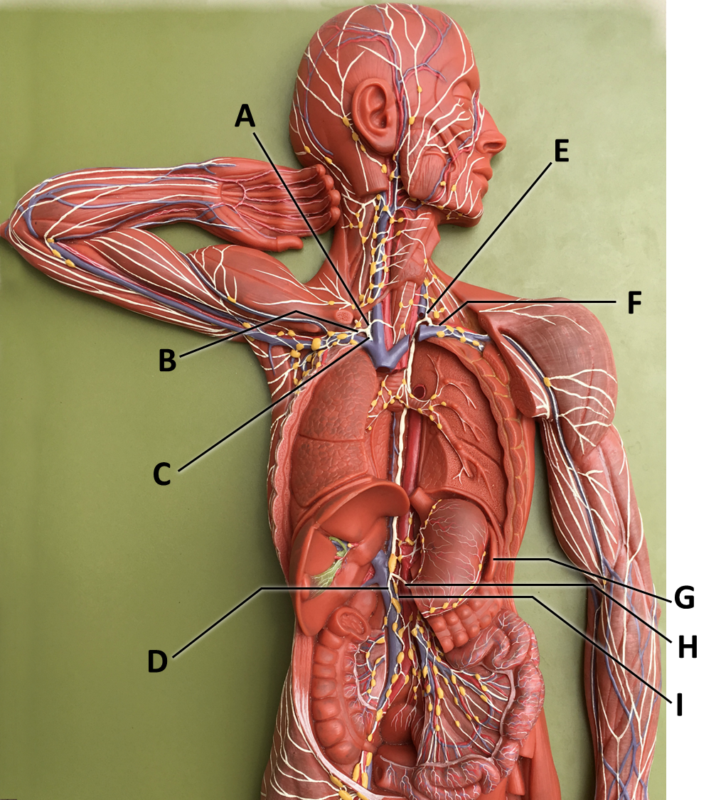<p><span>Identify the structure labeled with the letter D.</span></p>