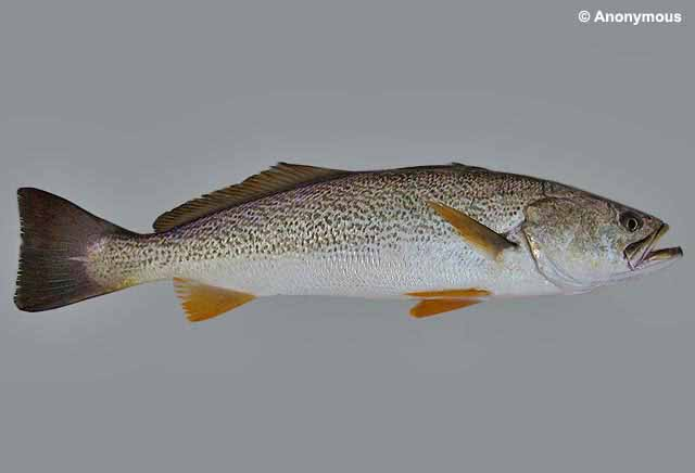 <p><strong>Drum family; DOES NOT HAVE </strong><span style="background-color: transparent;"><strong>continuous tail spots, ends on body, more speckley than it’s spotted “sea” relation</strong></span></p><ul><li><p><span style="background-color: transparent;"><strong>Yellow tipped fins </strong></span></p></li><li><p><span style="background-color: transparent;"><strong>weaker = smaller teeth</strong></span></p></li></ul><p></p><ul><li><p><strong>General:</strong> Slender, silvery coastal fish, many faint dorsal polka-dots, a large toothed mouth; sometimes shows a slight yellow/bronze sheen.</p></li><li><p><strong>Size:</strong> Avg. adult <strong>40–60 cm (16–24 in; 1.3–2.0 ft)</strong>, <strong>1–3 kg (2.2–6.6 lb)</strong>;</p><ul><li><p>large adults commonly reach (24–30 in; 2.0–2.5 ft) and (6.6–13.2 lb).</p></li></ul></li><li><p><strong>Key IDs:</strong></p><ul><li><p><strong>Irregular dark spots </strong>on back and dorsal fin (spiney and rounded)</p></li><li><p><strong>Large mouth with prominent canine teeth</strong>.</p></li><li><p>Slender, elongated body.</p></li><li><p>Slightly forked caudal tail.</p></li><li><p>Color usually silvery-gray, sometimes faint yellow/bronze tint.</p></li></ul></li><li><p><strong>Memory cue:</strong> <strong>Spots + slender + silver/bronze + big toothed mouth</strong></p></li></ul><p></p>