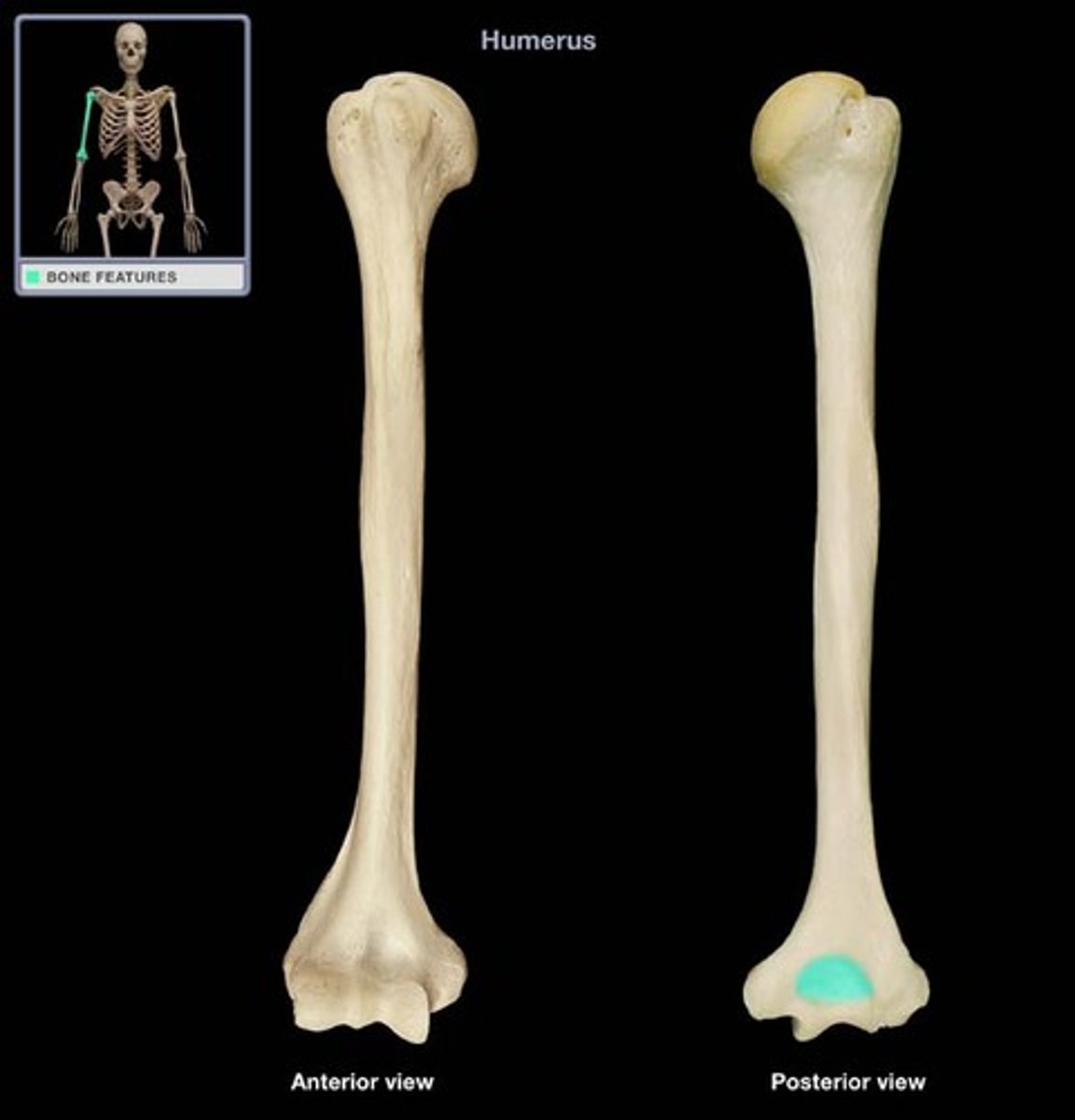 <p>posterior. hole where the lower limb bones articulates with humerus</p>