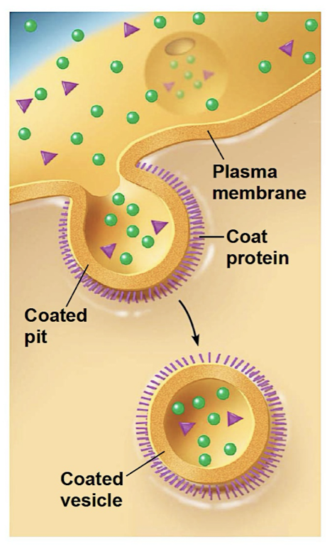 <p>cell takes in molecules/matter by forming new vesicles from PM (reversal of exocytosis + involves dif proteins)</p><ul><li><p>Phagocytosis (cellular eating)</p></li><li><p>Pinocytosis (cellular drinking)</p></li><li><p>Receptor mediated endocytosis (receptor recognizes molecules + forms vesicles to bring content into cell)</p><ul><li><p>ex. cholesterol travels in LDLs (lipoprotiens which bind to receptors) + familial hypercholesterolemia (too much in blood) occurs when receptor proteins are defective or missing → atherosclerosis</p></li></ul></li></ul><p></p>