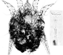 <p>what is it (scientific name - sheep)</p>