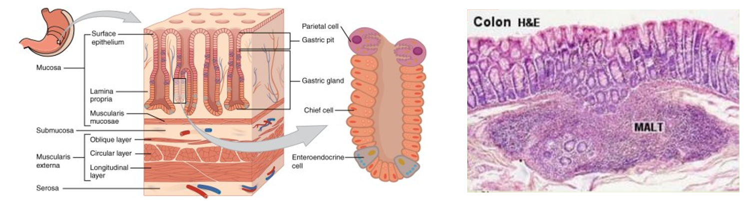 <ul><li><p>Located in areas that are regularly exposed to large amounts of pathogens</p><ul><li><p>Gastrointestinal Tracts</p></li><li><p>Respiratory Tracts</p></li><li><p>Genitals</p></li><li><p>Urinary Tracts</p></li><li><p>Oral &amp; Nasal Cavities </p></li></ul></li><li><p>Found in the lamina propria of the mucosa</p></li><li><p>Help defend against foreign substances</p><ul><li><p>Chief cells can help</p></li></ul></li></ul><p></p>