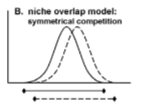 <p>both species undergo fairly equal niche shifts</p>