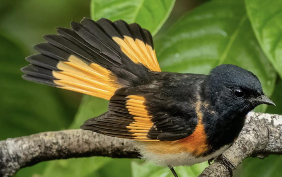 <p>american redstart </p><p>black w/ orange patches <br>orange startle patches on retrices <br>white belly </p>