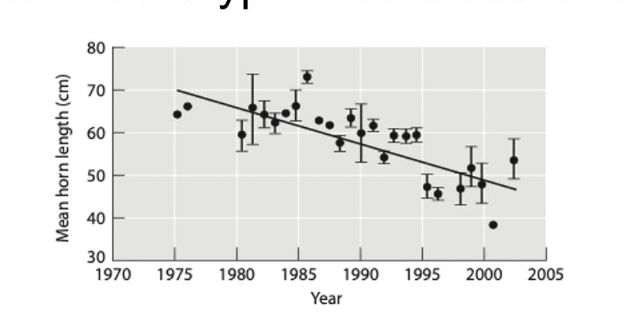 <p>The graph below shows the effect of hunting imposed on horn length in bighorn sheep populations. What type of selection does it show?</p><p>a. stabilizing</p><p>b. negative frequency-dependent</p><p>c. directional</p><p>d. disruptive</p>