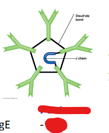 <p>Which antibody class is this?</p>