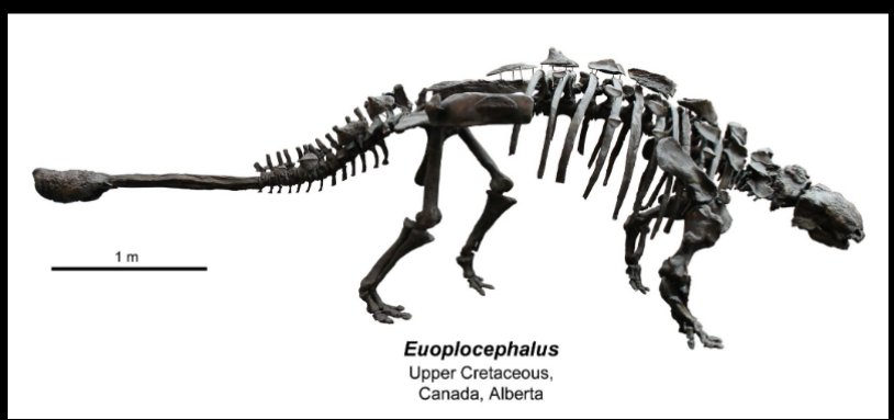 <ul><li><p>upper cretaceous </p></li></ul><p></p>