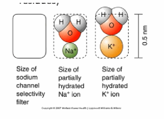 <p>It compares the size of the sodium channel's selectivity filter with the size of a partially hydrated Na+ ion and a partially hydrated K+ ion (all at roughly the 0.5 nm scale) — showing why the filter is precisely matched to sodium.</p>