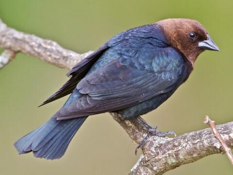 <p>Common:</p><p>Order:</p><p>Family:</p>