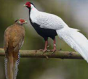 <p>welk type kip is dit</p>