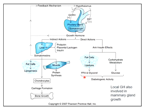 <ul><li><p>long hypertrophic action s</p></li><li><p>mediated by insulin like growth factors.. </p></li><li><p>(local GH is also produced in the mammery gland)</p></li></ul><p></p>