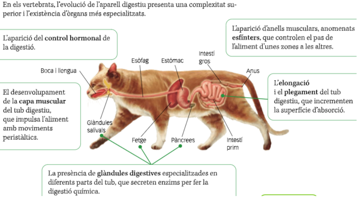 <p>Vertebrats, mamífers, gat</p>