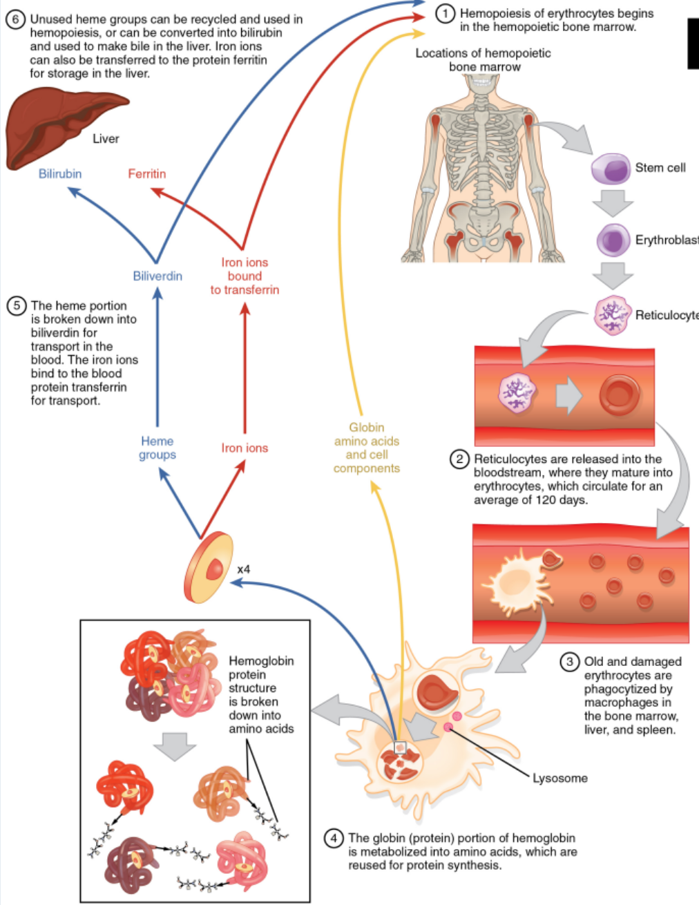 <p>bone marrow</p><p>reticulocytes</p><p>phagocytized</p><p>amino acids, protein synthesis</p><p>biliverdin, transferrin</p><p>hemopoiesis, bilirubin, ferritin</p>
