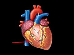 <p>label and identify which areas of the heart it drains</p>
