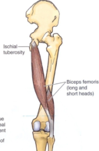 <p>origin:</p><ul><li><p>long head: ischial tuberosity</p></li><li><p>linea aspera</p></li></ul><p>insertion: head of fibula</p>